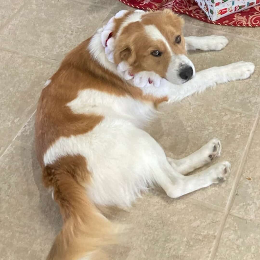 Pup Profile